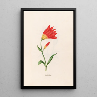 Magdelena Rosina Funck - Rothe Lilia Lily.webp