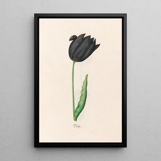 Magdelena Rosina Funck - Tlipa.webp