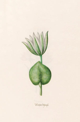 Magdelena Rosina Funck - Wasser Nmps.webp