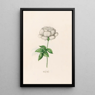 Magdelena Rosina Funck - Weise rose.webp