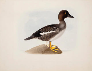 Magnus Von Wright - Common Goldeneye.webp