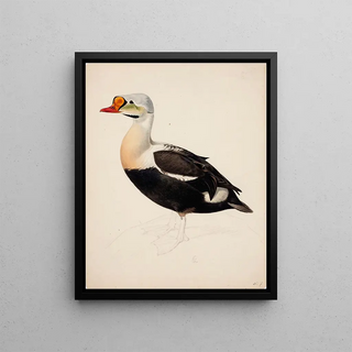 Magnus Von Wright - King Eider Unfinished.webp