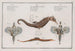 2 Pégase Draconis Le Dragon de Mer 3 Syngnathus Hippocampus L'Hippocampe - Marcus Elieser Bloch — vy av konstverket