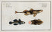 2 Perca Asper La Perche Rugueuse 3 Gobius Jozo Le Gobie Bleu - Marcus Elieser Bloch — vy av konstverket