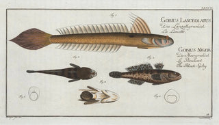Marcus Elieser Bloch - 1 4 Gobius Lanceolatus The LancetGoby 2 3 Gobius Niger The Black Goby.webp