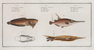 Marcus Elieser Bloch - 1 Centriscus Scolopax The SnipeFish 2 Centriscus Scutatus The Knife Fish.webp