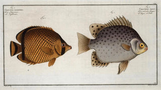 Marcus Elieser Bloch - 1 Chaetodon Argus 2 Chaetodon vagabundus.webp