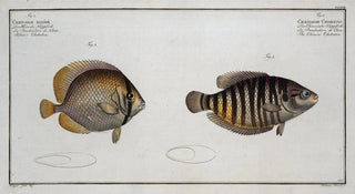 Marcus Elieser Bloch - 1 Chaetodon Chinensis The Chinese Chetodon 2 Chaetodon Kleinii Kleins Chetodon.webp