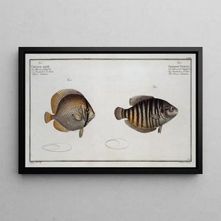 Marcus Elieser Bloch - 1 Chaetodon Chinensis The Chinese Chetodon 2 Chaetodon Kleinii Kleins Chetodon.webp