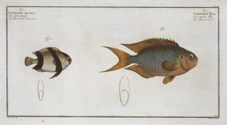 Marcus Elieser Bloch - 1 Chaetodon Pavo 2 Chaetodon aruanus.webp