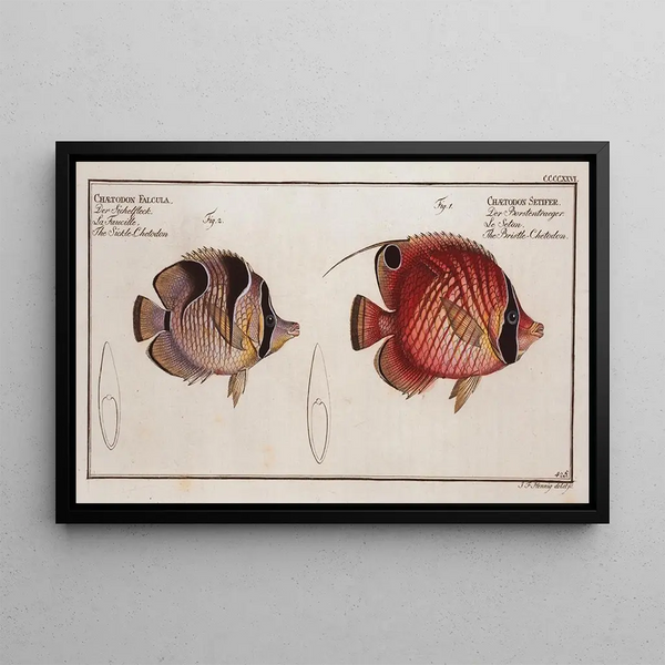 Marcus Elieser Bloch - 1 Chaetodon Setifer The BristleChetodon 2 Chaetodon Falcula The SickleChetodon.webp
