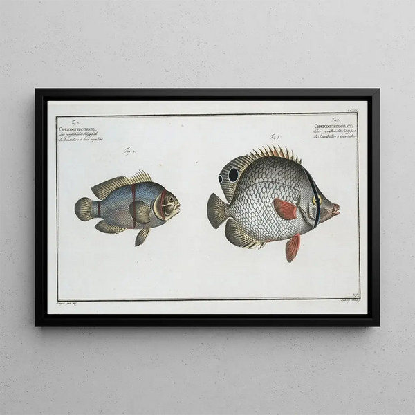 Marcus Elieser Bloch - 1 Chaetodon bimaculatus 2 Chaetodon biaculeatus.webp