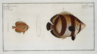 Marcus Elieser Bloch - 1 Chaetodon striatus 2 Chaetodon capistratus The Sea Butterfly.webp