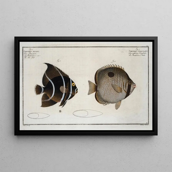 Chaetodon unimaculatus 2 Chaetodon arcuatus Le Poisson-Arc - Marcus Elieser Bloch — inramlat konstverk på väggen