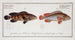 Epinephelus marginalis och Epinephelus bruneus - Marcus Elieser Bloch — vy av konstverket
