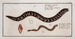 Gymnothorax catenatus Le Poisson-chaine Petromyzon agrenteus La Lamproie-argentée - Marcus Elieser Bloch — vy av konstverket