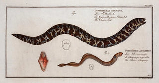 Marcus Elieser Bloch - 1 Gymnothorax catenatus The ChainFish 2 Petromyzon agrenteus The SilverLamprey.webp