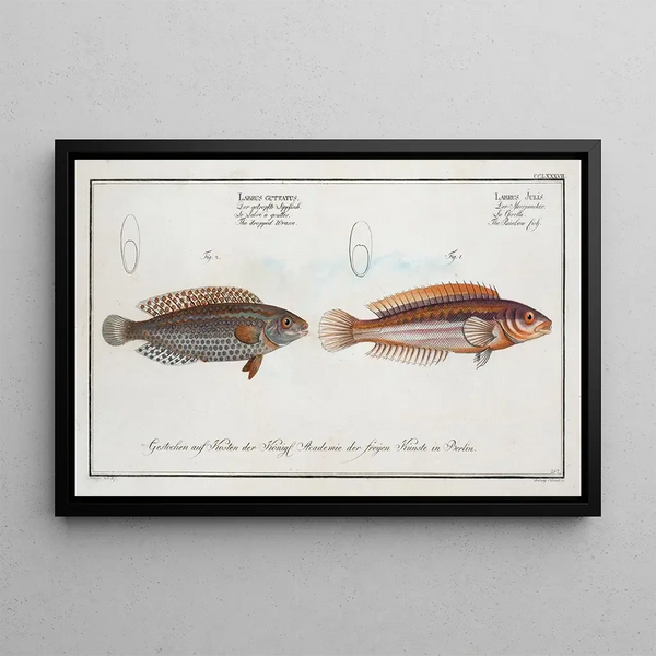 Marcus Elieser Bloch - 1 Labrus Julis The Rainbowfish 2 Labrus Guttatus The dropped Wrasse.webp