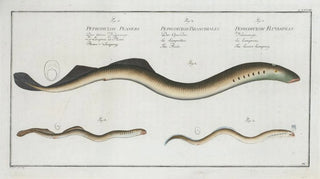 Marcus Elieser Bloch - 1 Petromyzon Fluviatilis The Lesser Samprey 2 Petromyzon Branchialis The Pride.webp