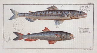 Marcus Elieser Bloch - 1 Salmo Saurus The SeaLizard 2 Salmo foetens SeaSparrowHawk.webp