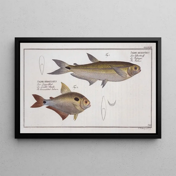 Salmo argentinus Le Piabuco 2 Salmo bimaculatus Le saumon bimaculé - Marcus Elieser Bloch — inramlat konstverk på väggen