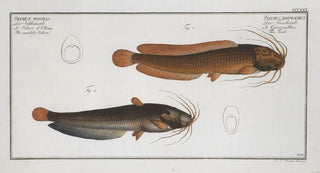 Marcus Elieser Bloch - 1 Silurus batrachus The Toeli 2 Silurus fossilis The muddy Silure.webp