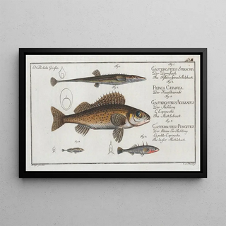 Marcus Elieser Bloch - 1 The FifteenSpined Stickleback 2 The Ruffe 3 The Stickleback 4 The lesser Stickleback.webp