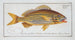 Anthias formosus Le Grondin - Marcus Elieser Bloch — vy av konstverket
