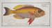 Anthias macrophthalmus Le grogneur aux yeux globuleux - Marcus Elieser Bloch — vy av konstverket