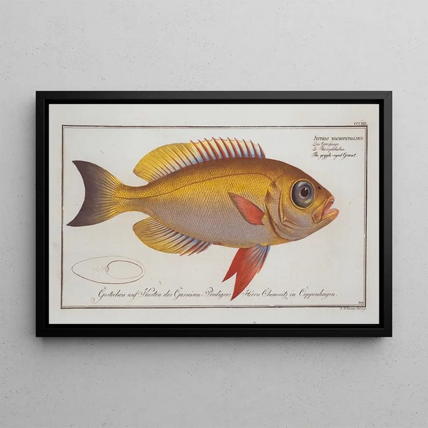 Marcus Elieser Bloch - Anthias macrophthalmus The goggleeyed Grunt.webp