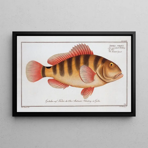 Marcus Elieser Bloch - Anthias striatus The streaked Grunt.webp