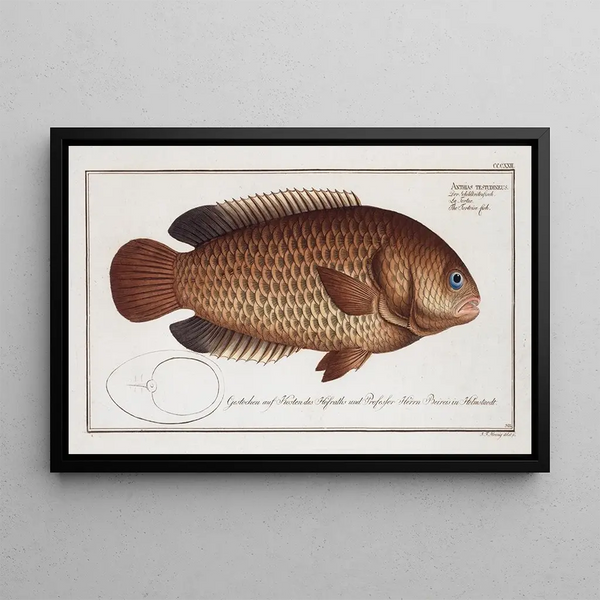 Marcus Elieser Bloch - Anthias testudineus The Tortoisefish.webp