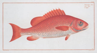 Marcus Elieser Bloch - Bodianus Aya.webp