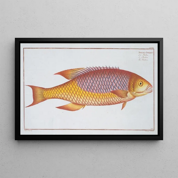 Marcus Elieser Bloch - Bodianus Bodianus The Bodian.webp