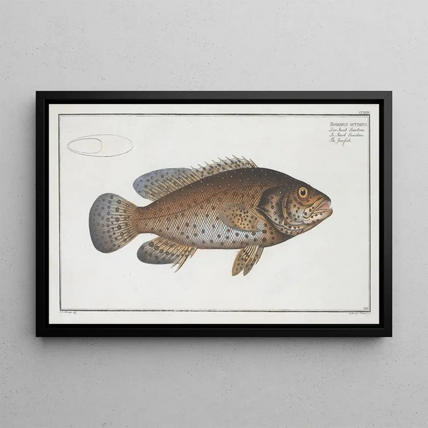 Marcus Elieser Bloch - Bodianus guttatus The Jenfish.webp
