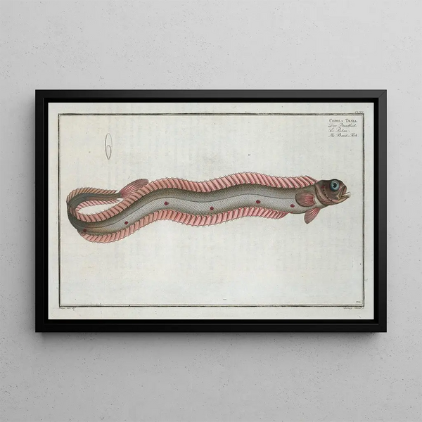 Marcus Elieser Bloch - Cepola Tnia The BandFish.webp