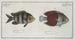 Chaetodon bicolor 2 Chaetodon saxatilis - Marcus Elieser Bloch — vy av konstverket