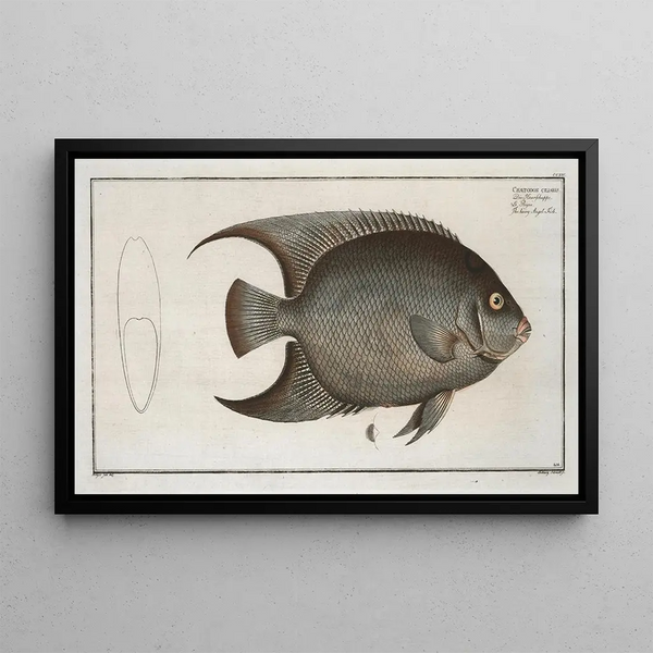 Chaetodon ciliaris Le Poisson-ange chevelu - Marcus Elieser Bloch — inramlat konstverk på väggen