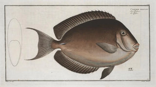 Marcus Elieser Bloch - Chaetodon nigricans.webp