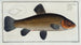 Cyprinus tinca, la tanche - Marcus Elieser Bloch — vy av konstverket