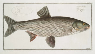 Marcus Elieser Bloch - Cyprinus Aspius The Aspius.webp
