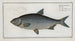 Cyprinus Buggenhagii, den karp av Buggenhagen - Marcus Elieser Bloch — vy av konstverket