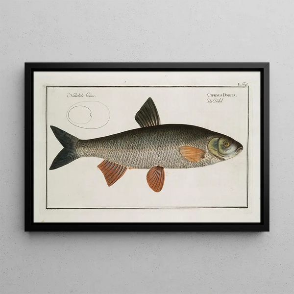 Marcus Elieser Bloch - Cyprinus Dobula The Dobula.webp