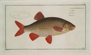 Marcus Elieser Bloch - Cyprinus Erythrophthalmus Erythrophtalmus The Rud.webp