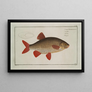 Marcus Elieser Bloch - Cyprinus Erythrophthalmus Erythrophtalmus The Rud.webp