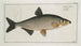 Cyprinus Vimba Le Vimba - Marcus Elieser Bloch — vy av konstverket