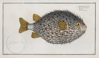 Marcus Elieser Bloch - Diodon Hystrix The round Diodon.webp