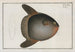 Diodon Mola, le poisson-lune - Marcus Elieser Bloch — vy av konstverket