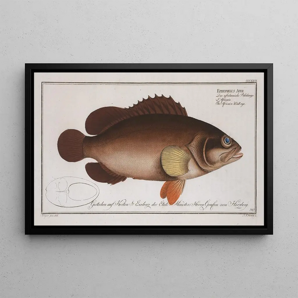 Marcus Elieser Bloch - Epinephelus Afer The Africain Walleye.webp