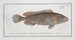 Epinephelus Merra Le Merra - Marcus Elieser Bloch — vy av konstverket